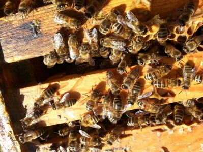chel-beehive2