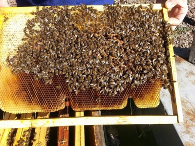 chel-beehive3