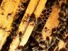 chel-beehive